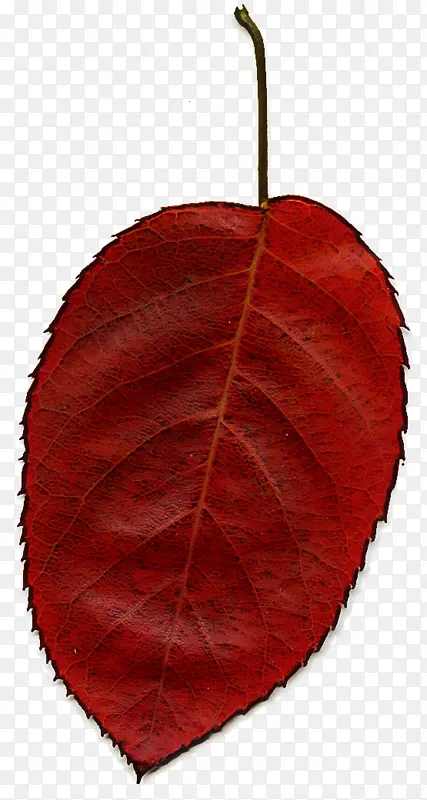 叶子 红色 树