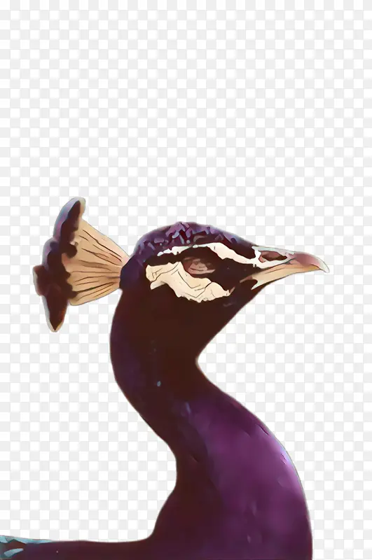 紫色 鸟 喙