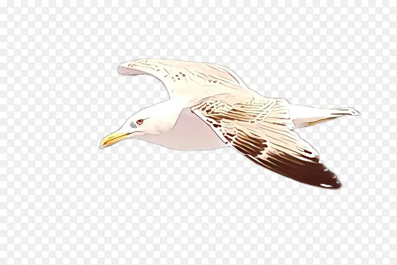 鸟 海鸥 欧洲鲱鸥
