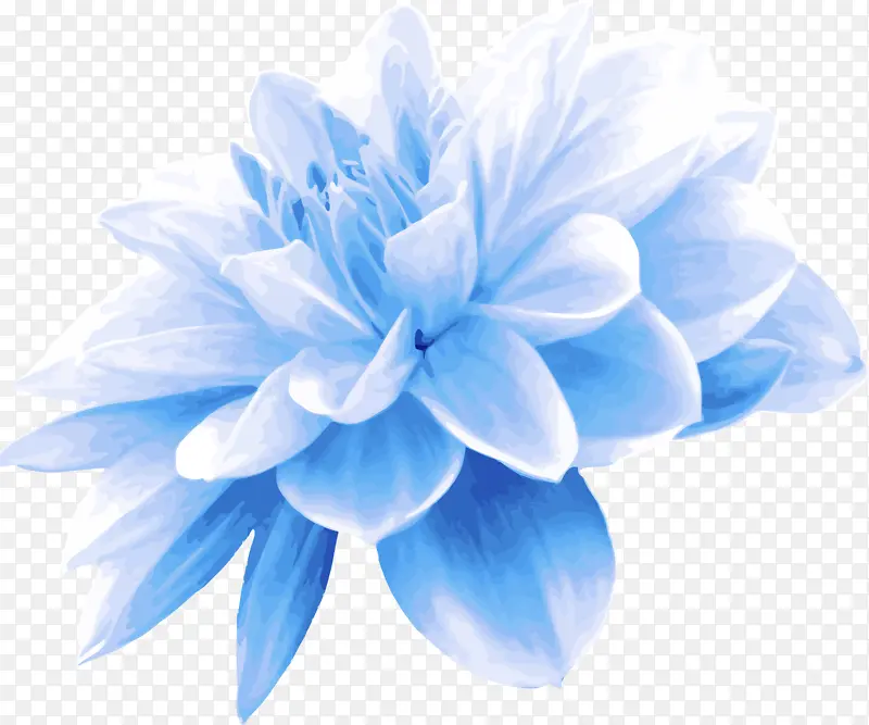 蓝色 花瓣 白色
