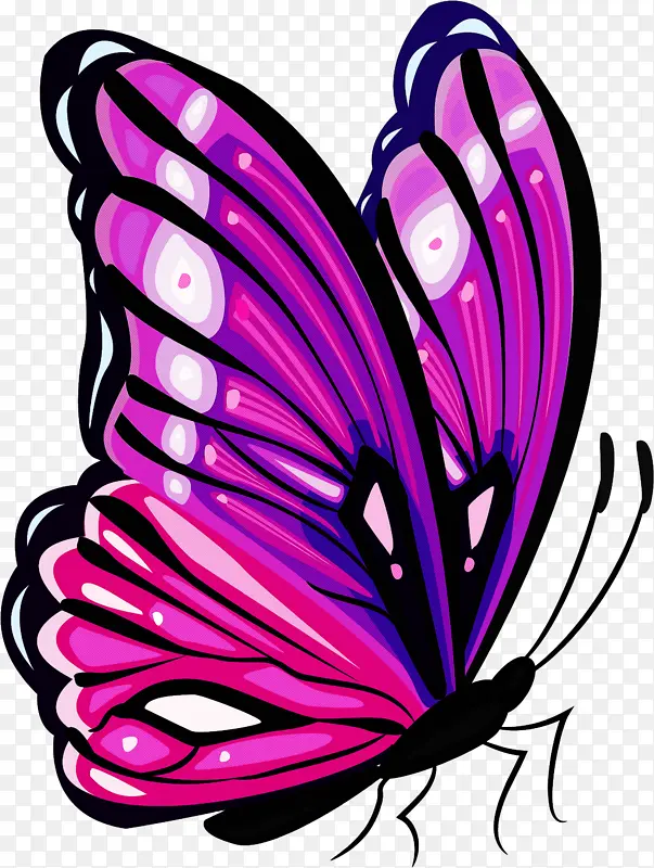 蝴蝶 飞蛾和蝴蝶 紫色