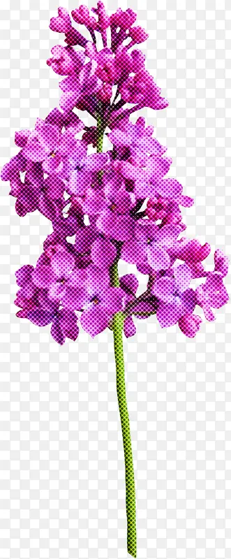 切花 粉色 紫色