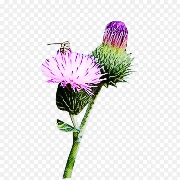 花 植物 蓟PNG图片素材下载_图片编号6968893-PNG素材网