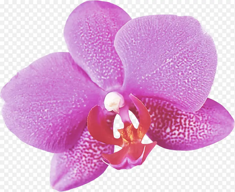 花瓣 紫色 花朵