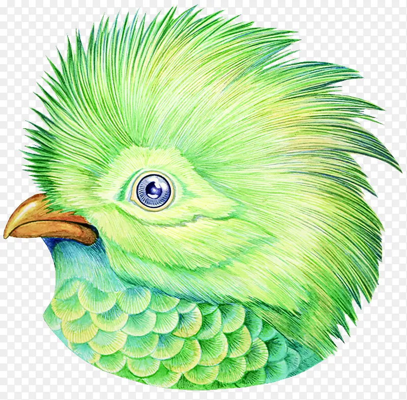 绿色 鸟 喙