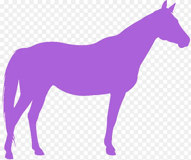 紫色 马 鬃毛