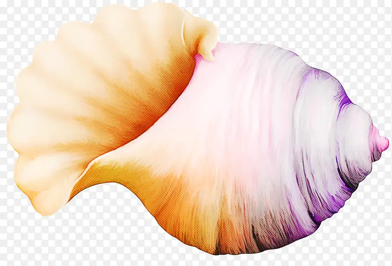 粉红 香瓜 海螺