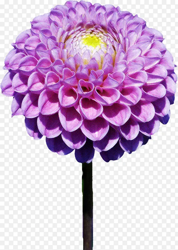 花朵 紫色 切花