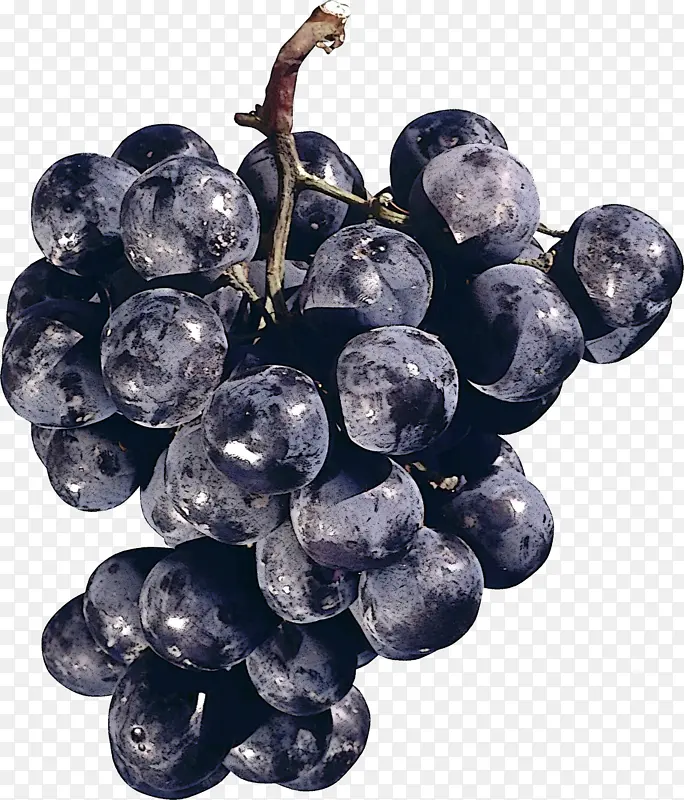 葡萄 水果 葡萄科
