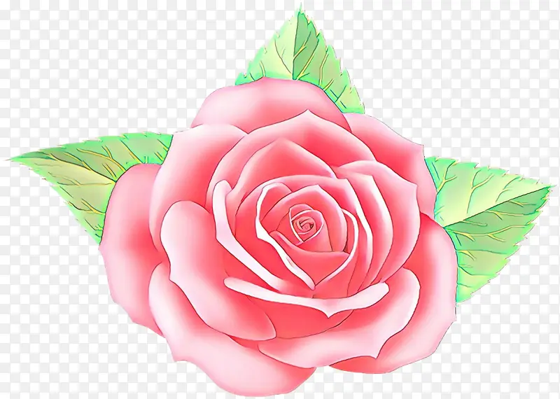 花园玫瑰 粉色 玫瑰