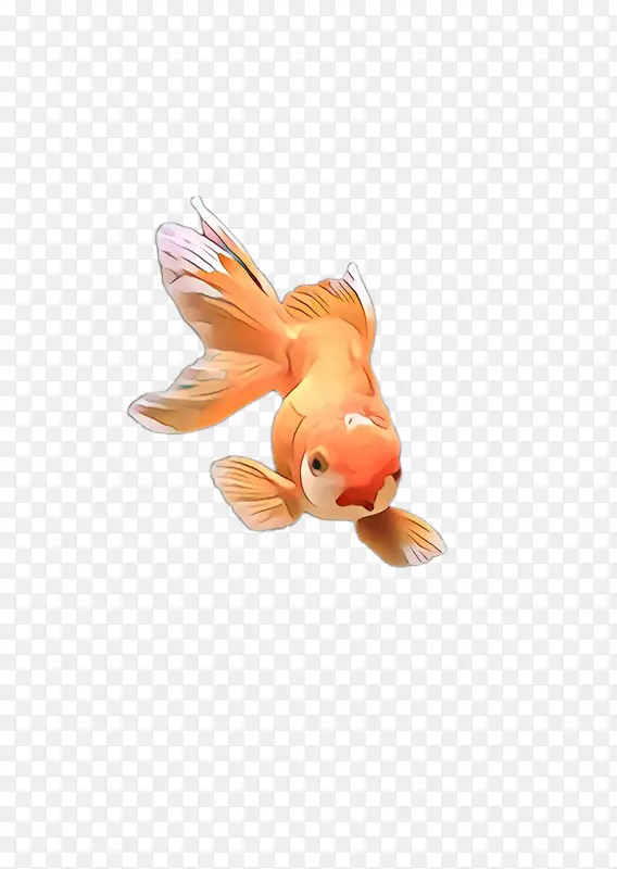 金鱼 橙子 鱼