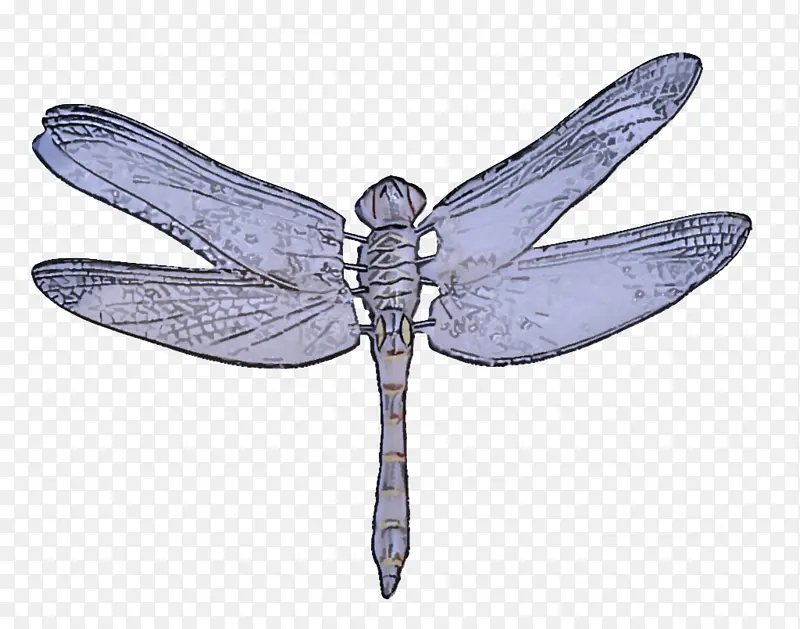 昆虫 蜻蜓 翅膀