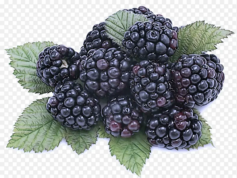 黑莓 浆果 植物