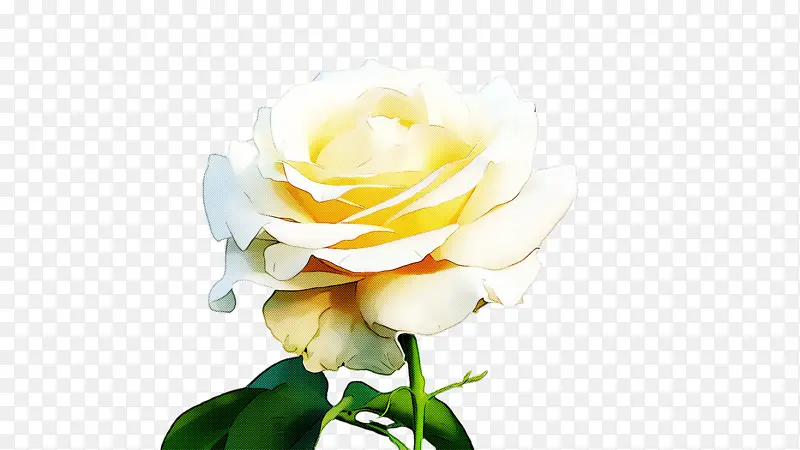花 白色 玫瑰