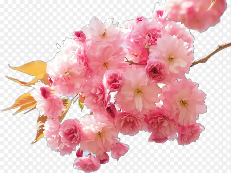 花 粉色 植物
