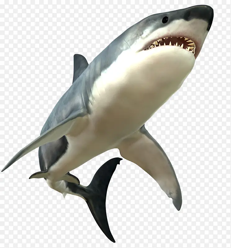 大白鲨 鲨鱼 鱼类