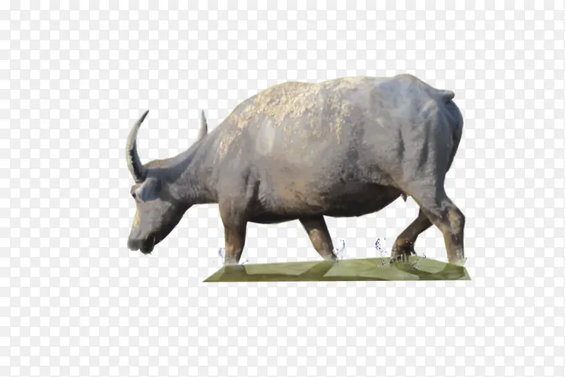 角 黑犀牛 动物形象