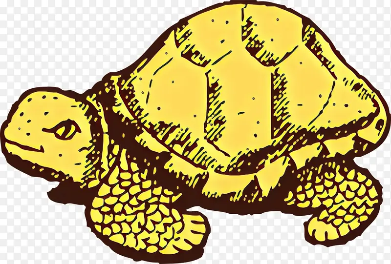 池塘龟 龟 爬行动物