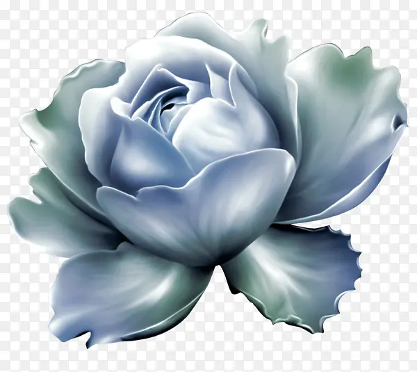 白色 蓝色 花朵