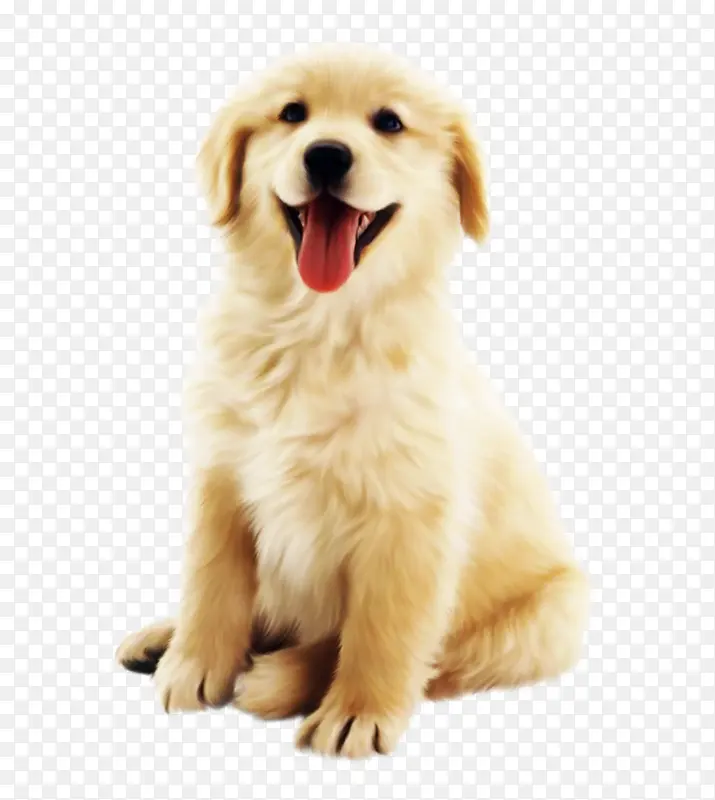 狗 金毛猎犬 小狗