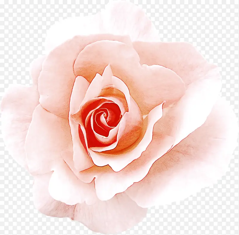 花园玫瑰 粉色 白色