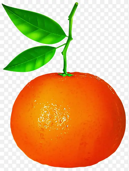 柑橘 植物 水果