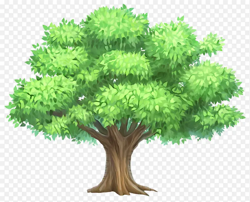 树 植物 绿色