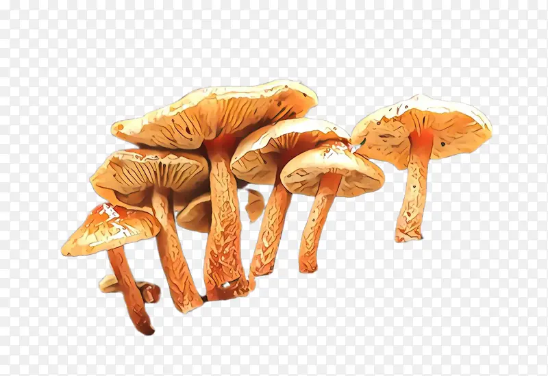 蘑菇 香菇 蘑菇科