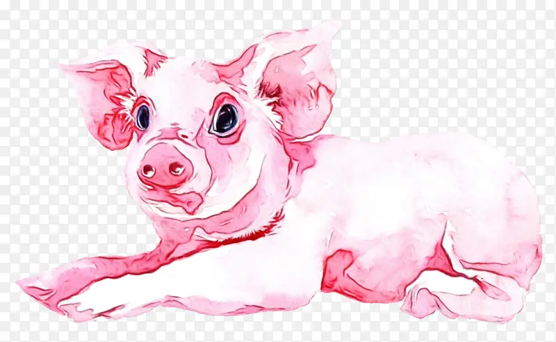 水彩画猪 水彩画 油漆