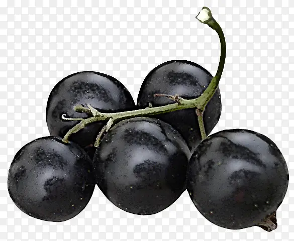 水果 欧洲李子 浆果