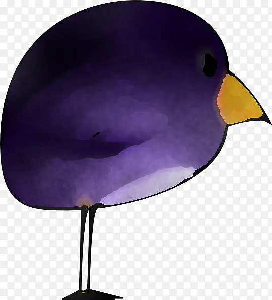 鸟 紫色 喙