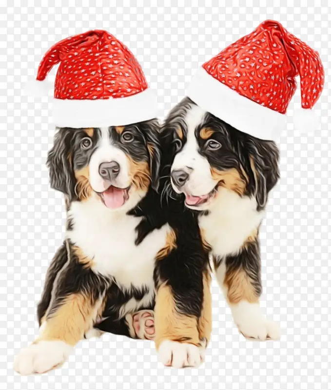 狗 圣诞帽 圣诞节