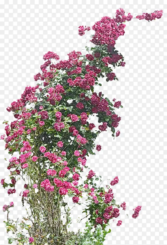 花 植物 三角梅