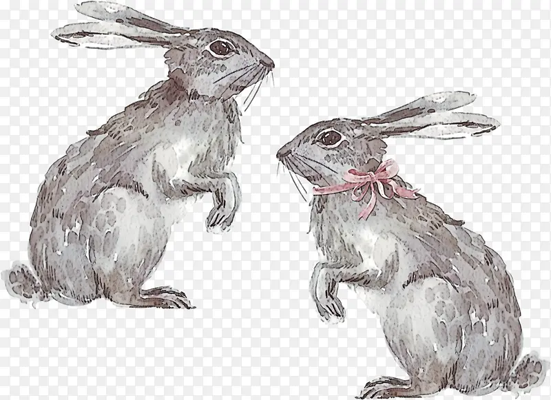 山棉尾兔兔兔兔兔兔和野兔黑尾兔雪鞋兔羚羊兔棕色兔