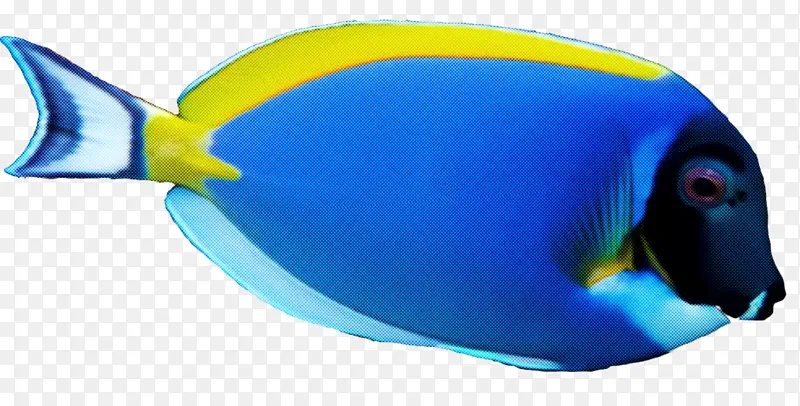 蓝色 鱼 鲳鱼科