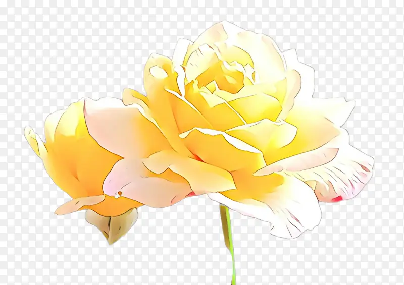 花朵 黄色 花瓣
