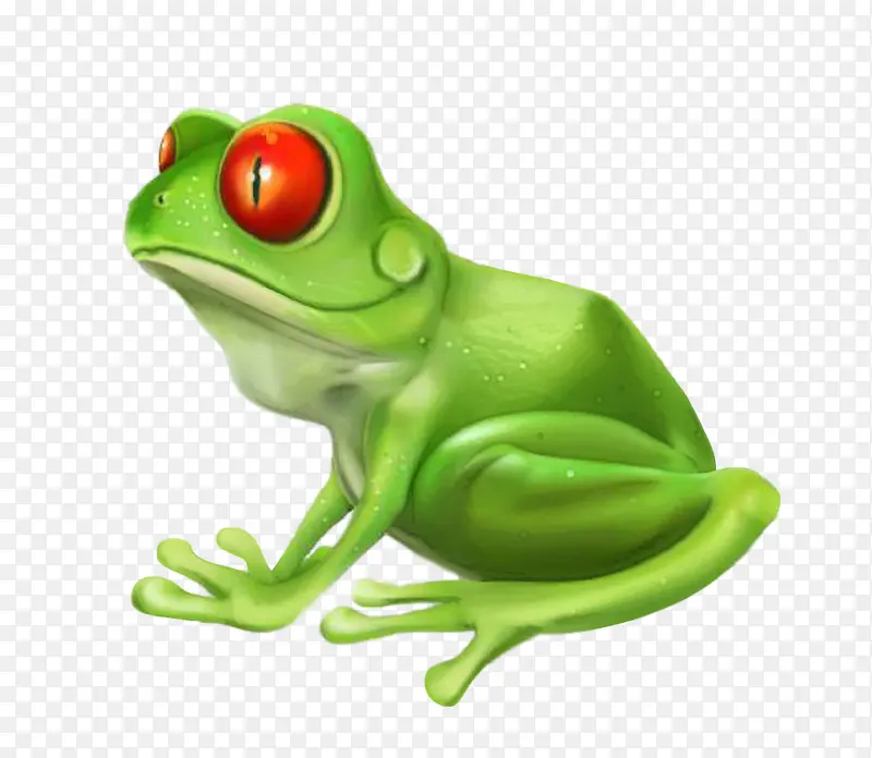 青蛙 树蛙 绿色