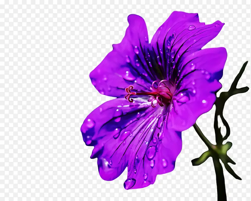 花瓣 花 紫色