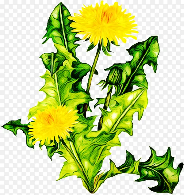 花 黄色 植物