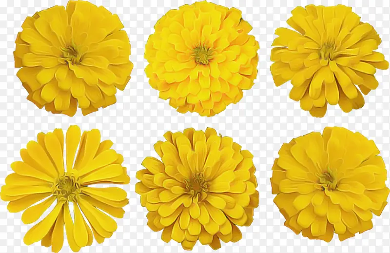 黄色 英国万寿菊 花