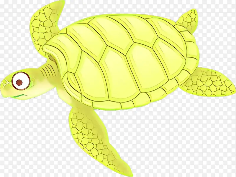 海龟 绿海龟 肯普斯海龟