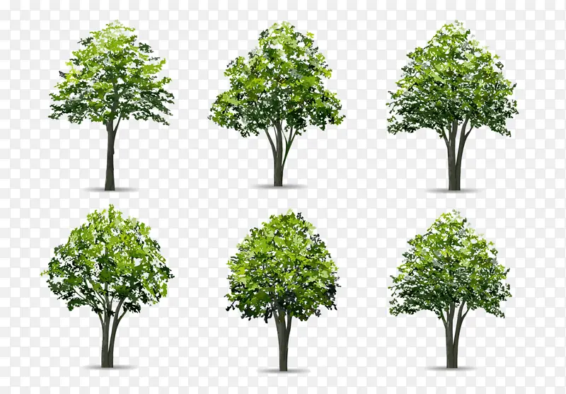 树木植物插画PNG图片素材下载_图片编号6977848-PNG素材网