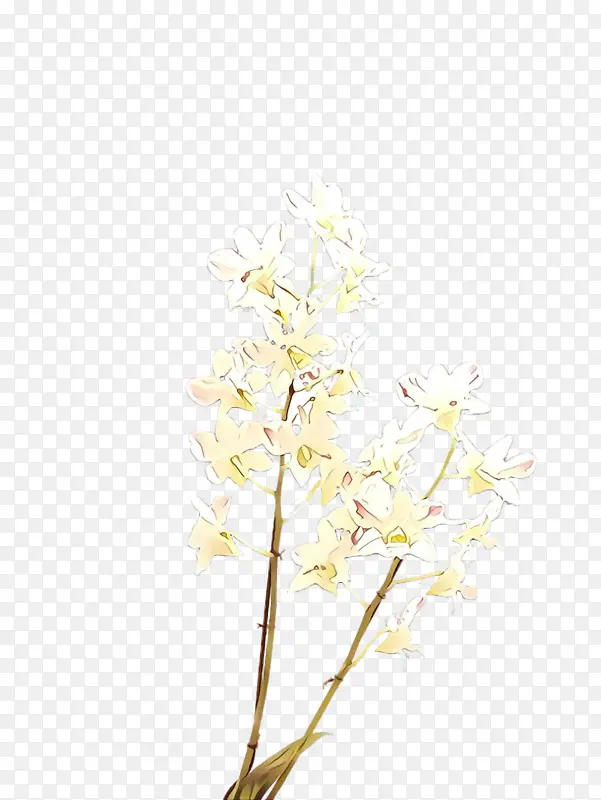 白色 花 树枝