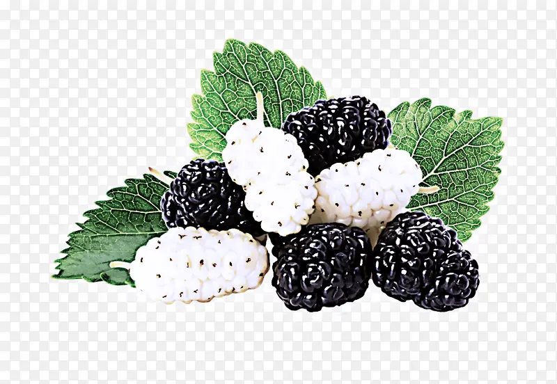 黑莓 浆果 悬钩子