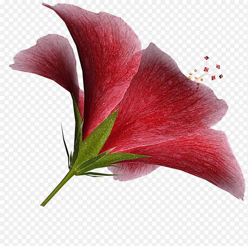 花 植物 花瓣