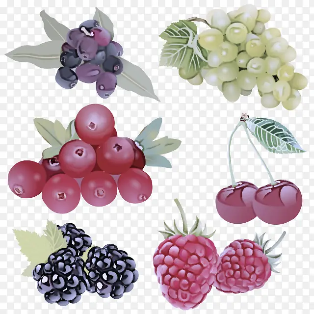 浆果 水果 植物