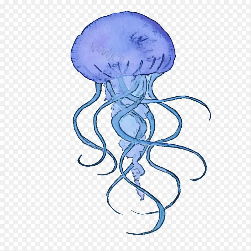水母 海蜇 葡萄牙人