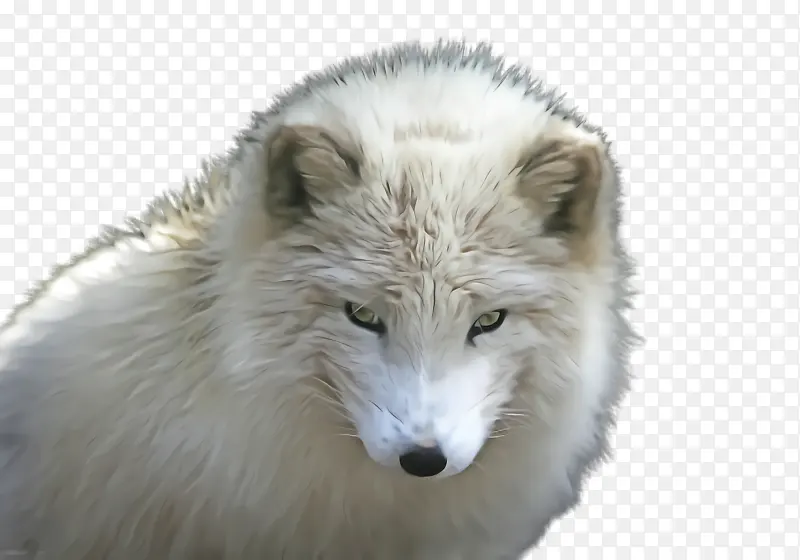 北极狐 毛皮 犬类