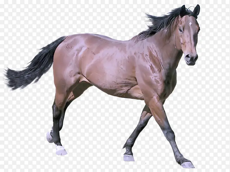 马 动物形象 种马