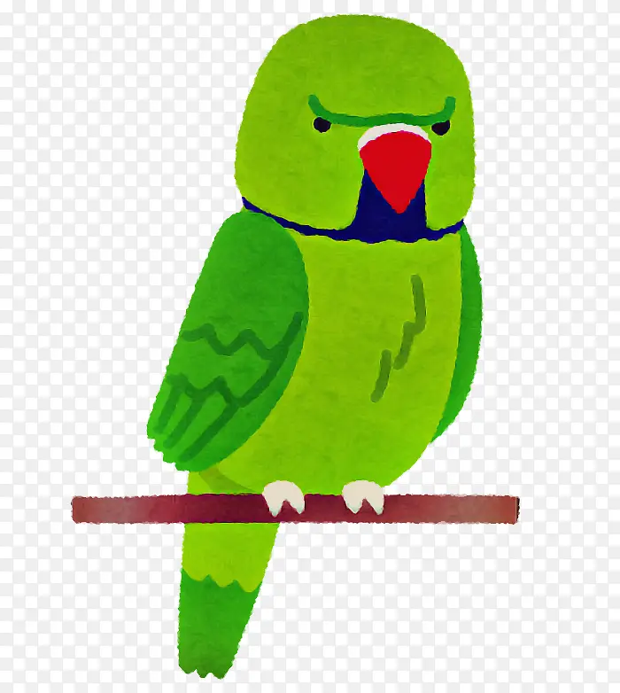 鸟 绿色 鹦鹉